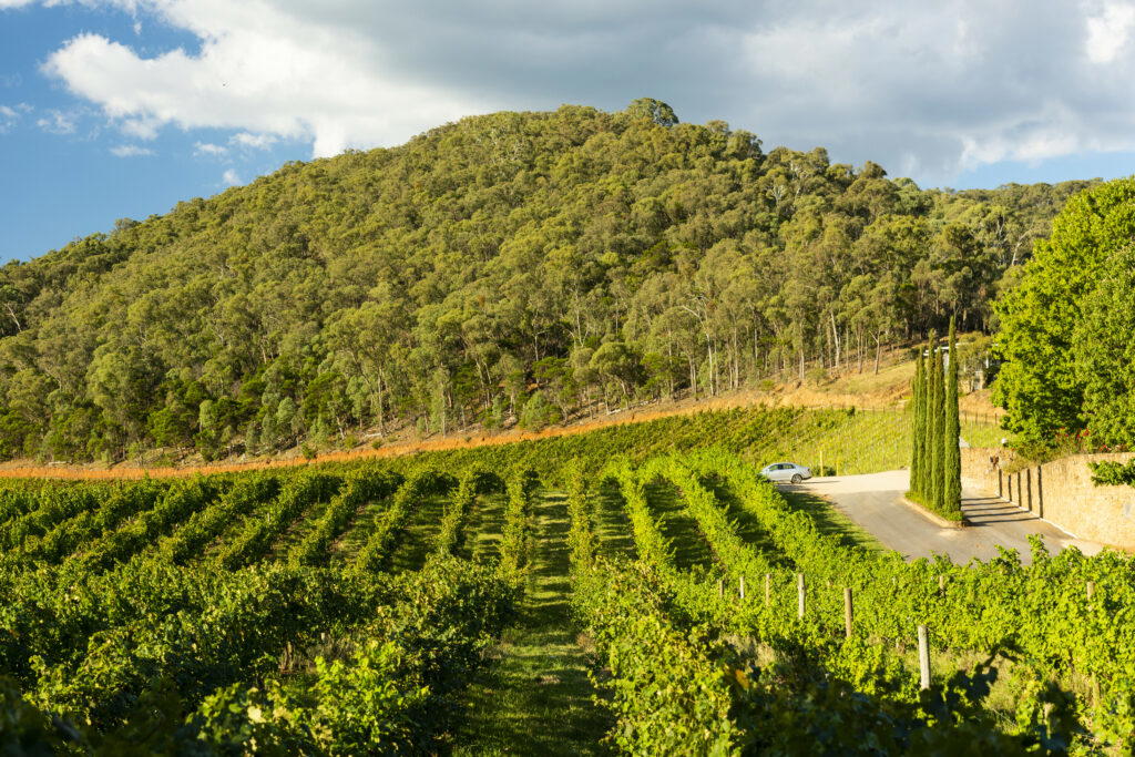 Feathertop