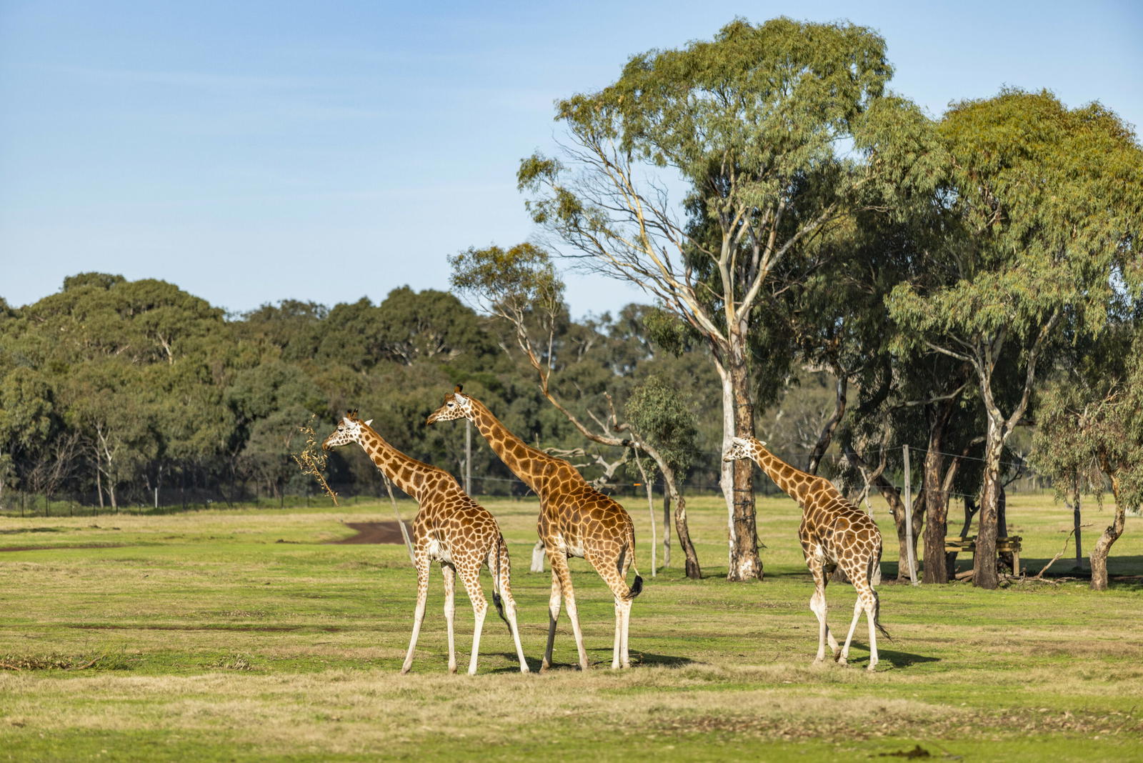 Werribee