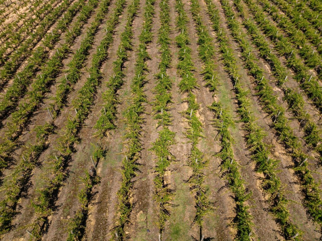 Wines