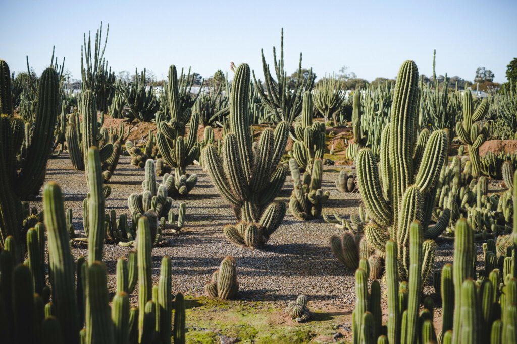 Cactus