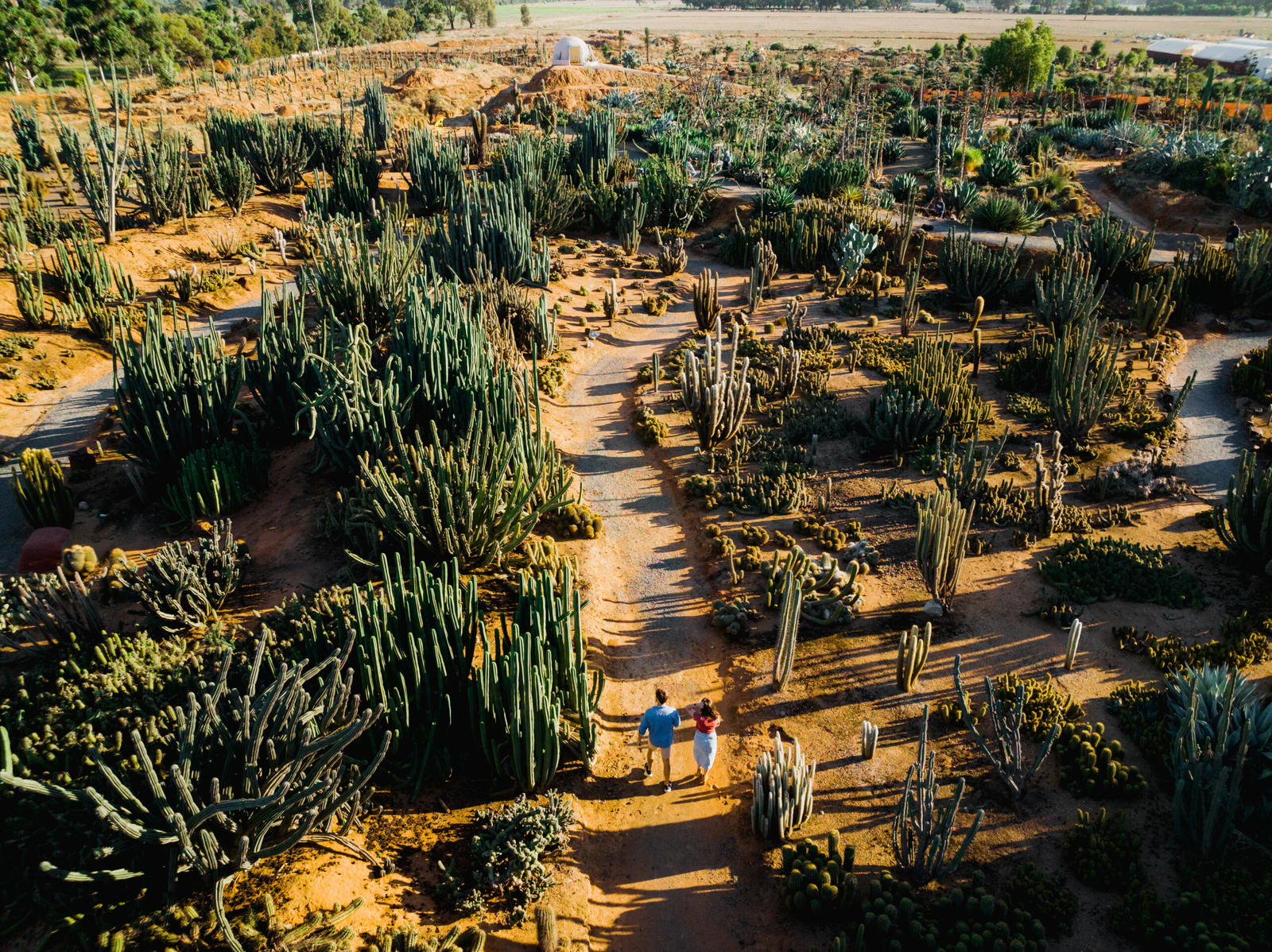 Cactus Country