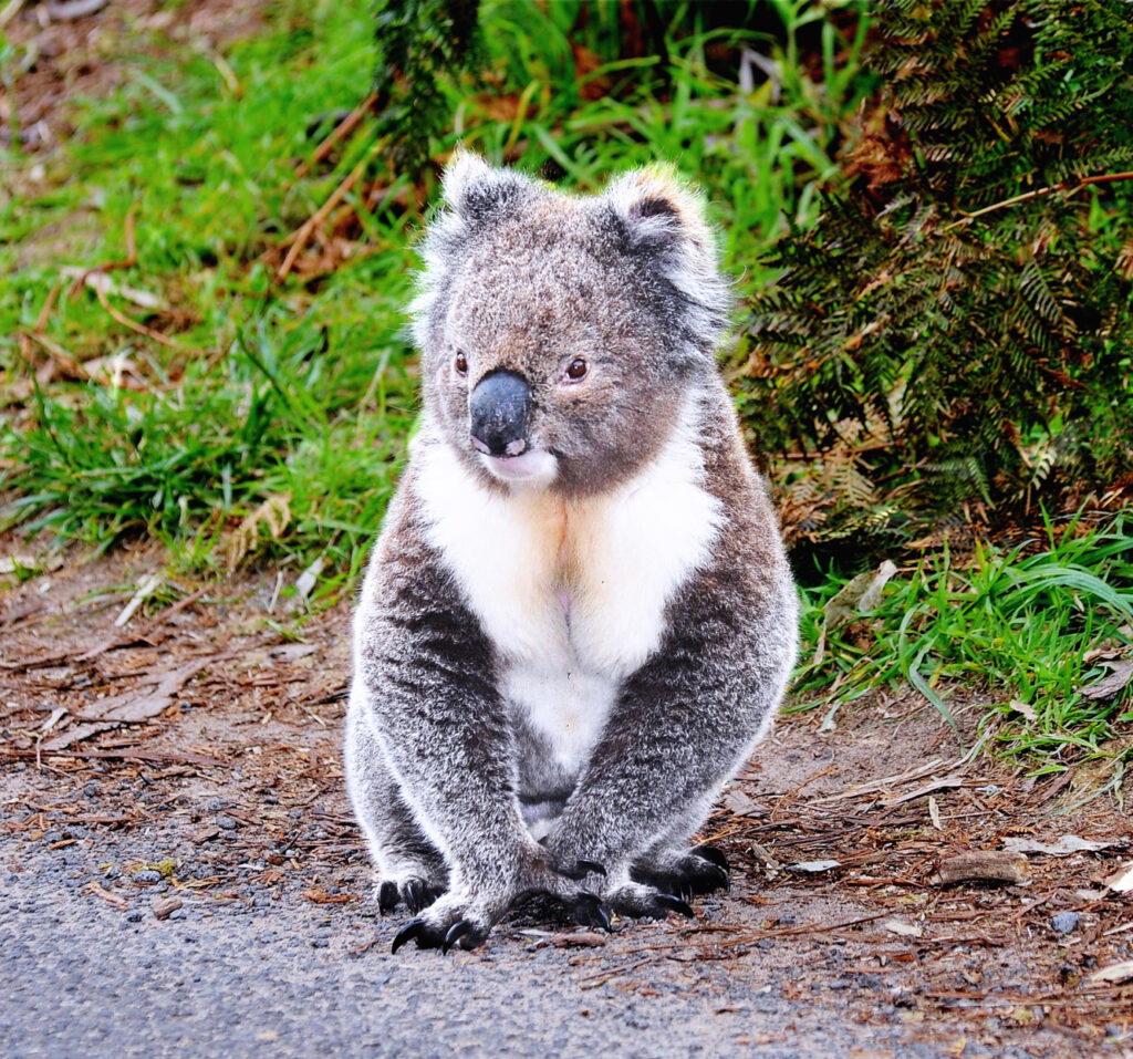 Wildlife
