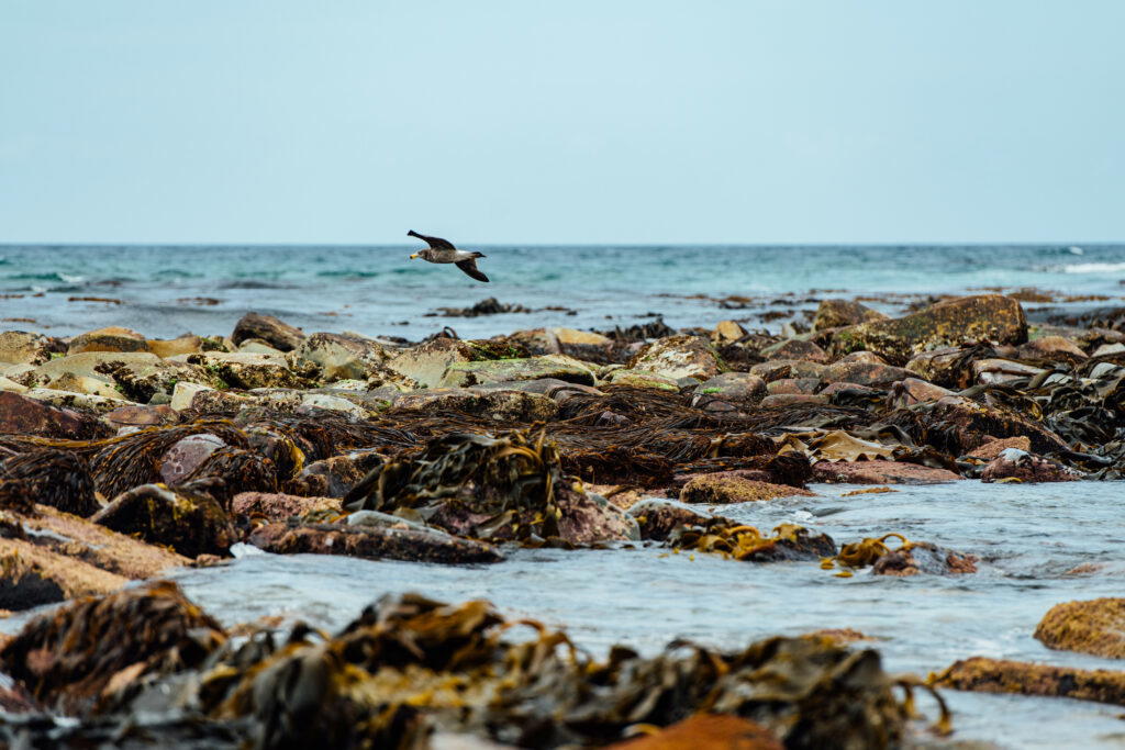 Scamander Beach