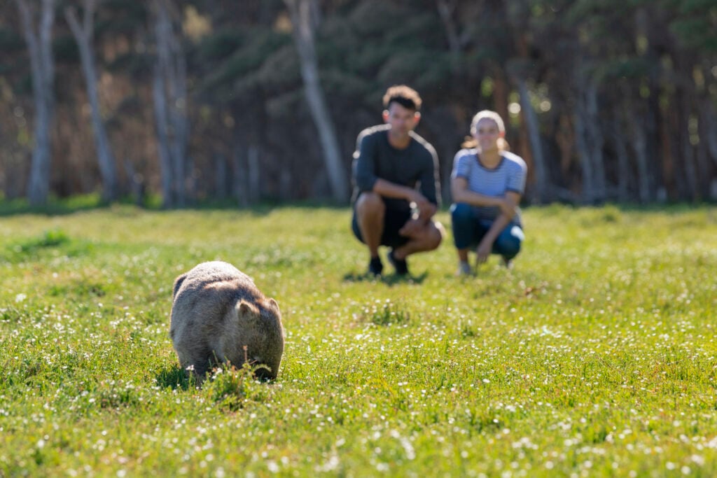 Wombats