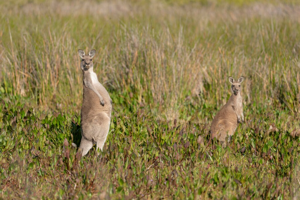 Wilsons Promontory National Park