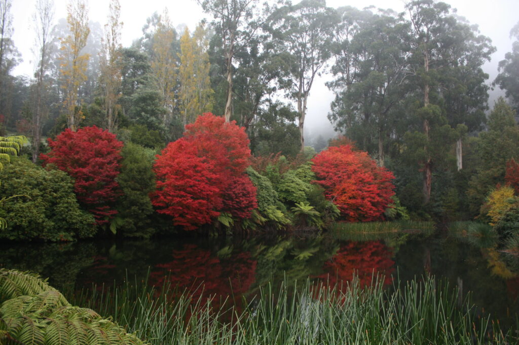 Dandenong Ranges Botanic Gardens