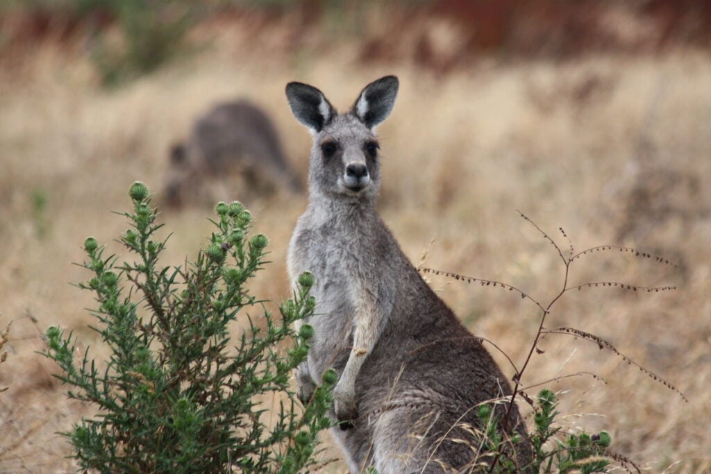 Princetown Kangaroos