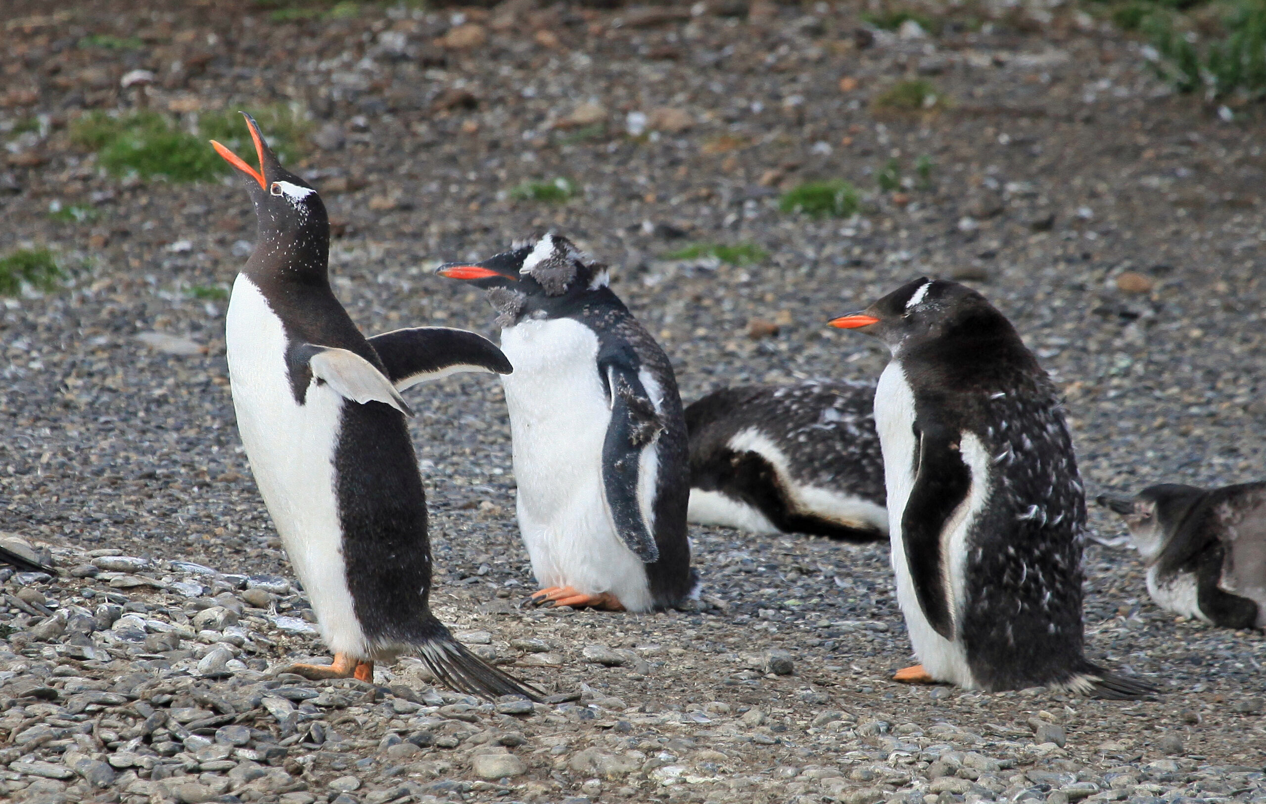 Penguin