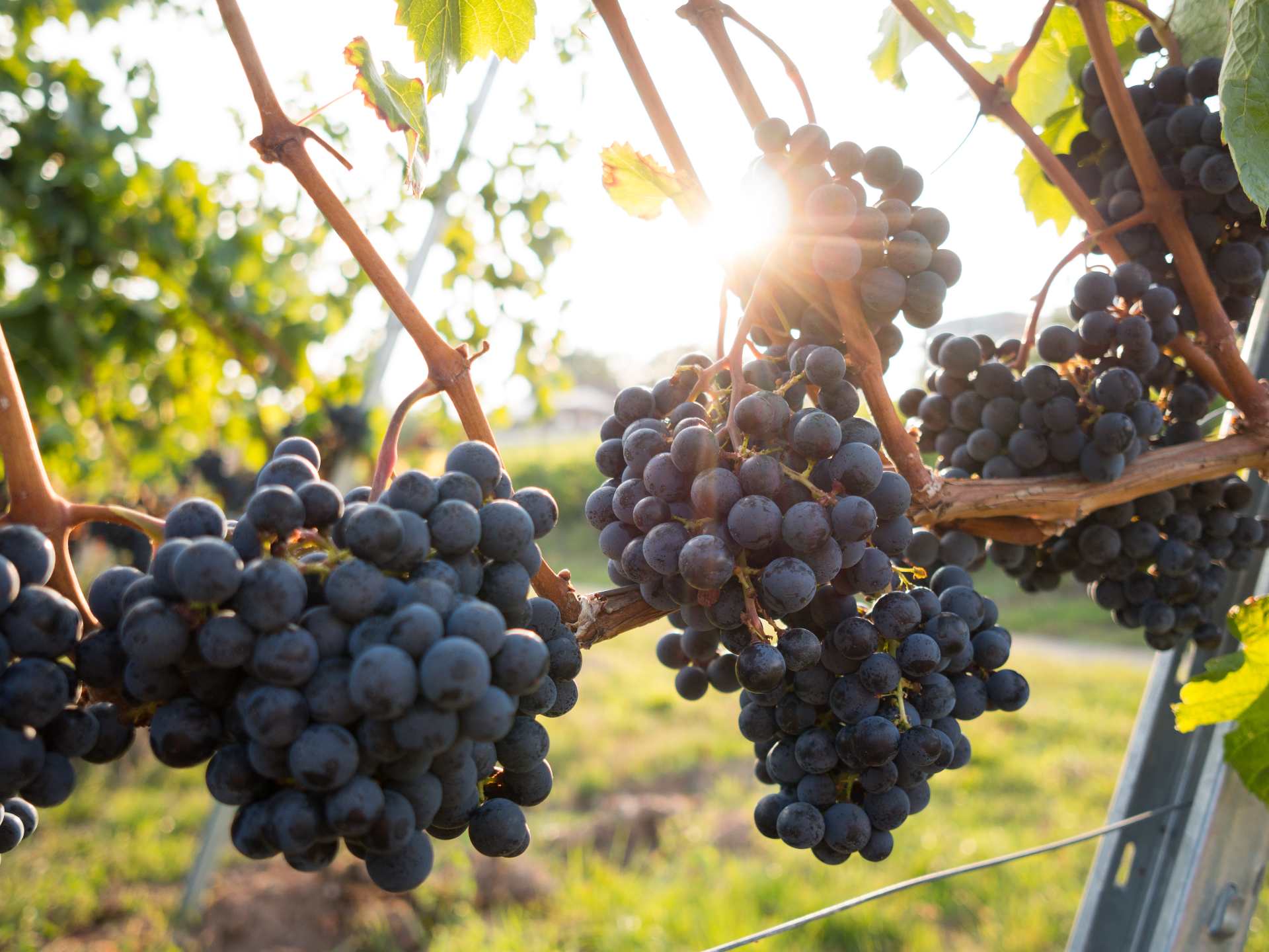 Wineries In Perricoota