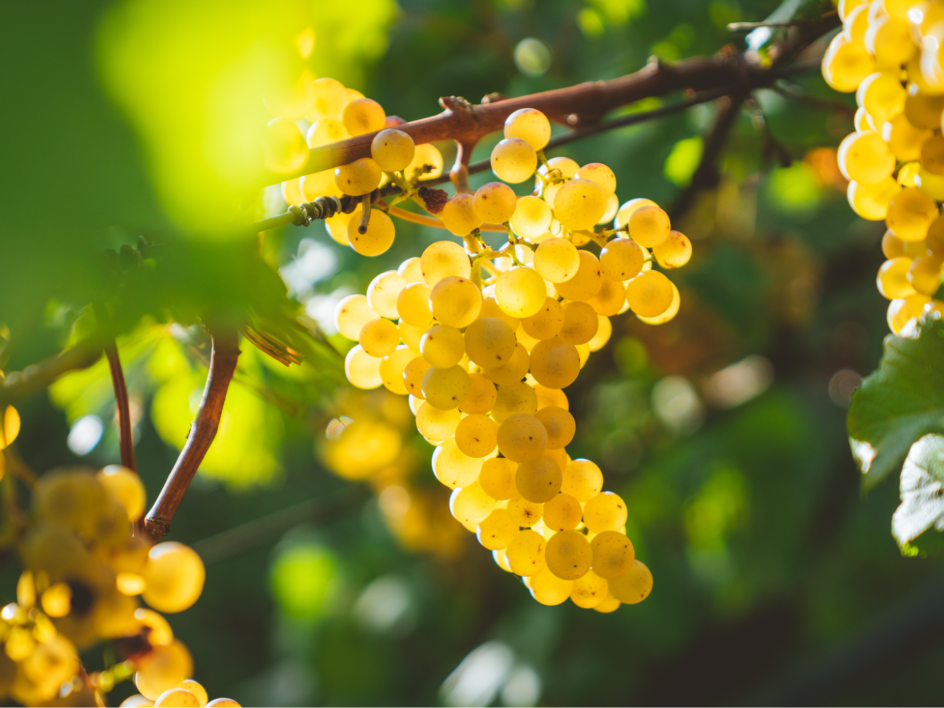 Wineries In Gippsland