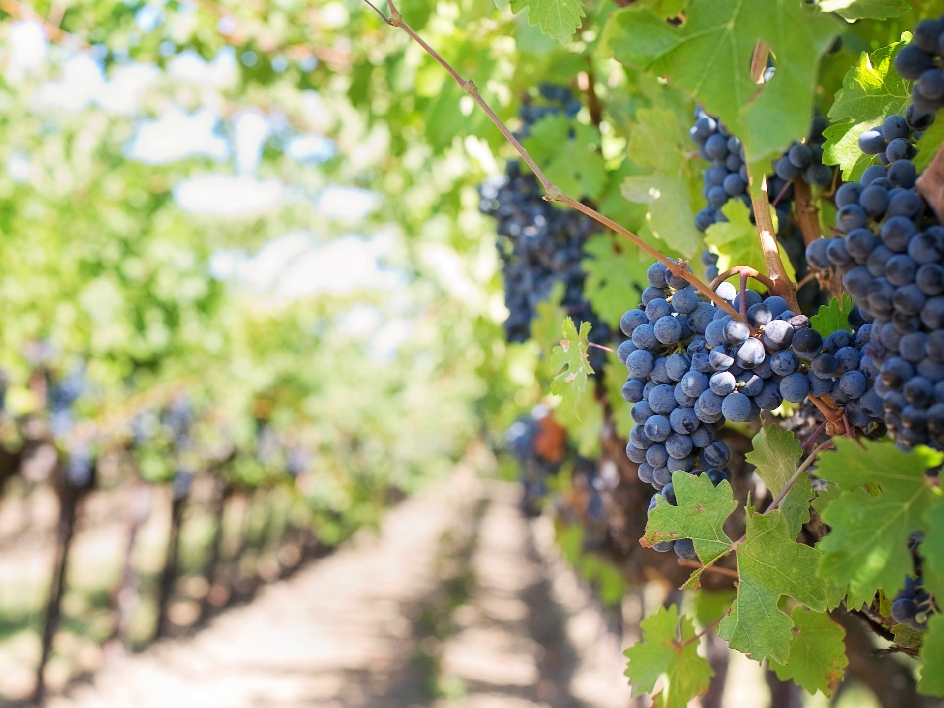 Wineries In Mudgee