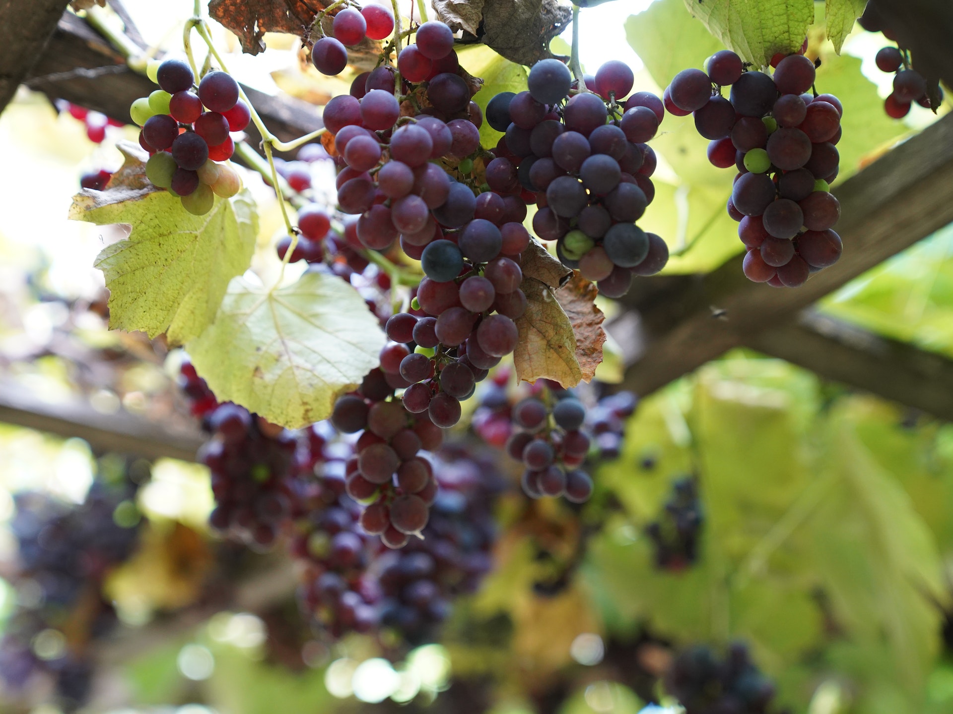 Wineries In Cowra