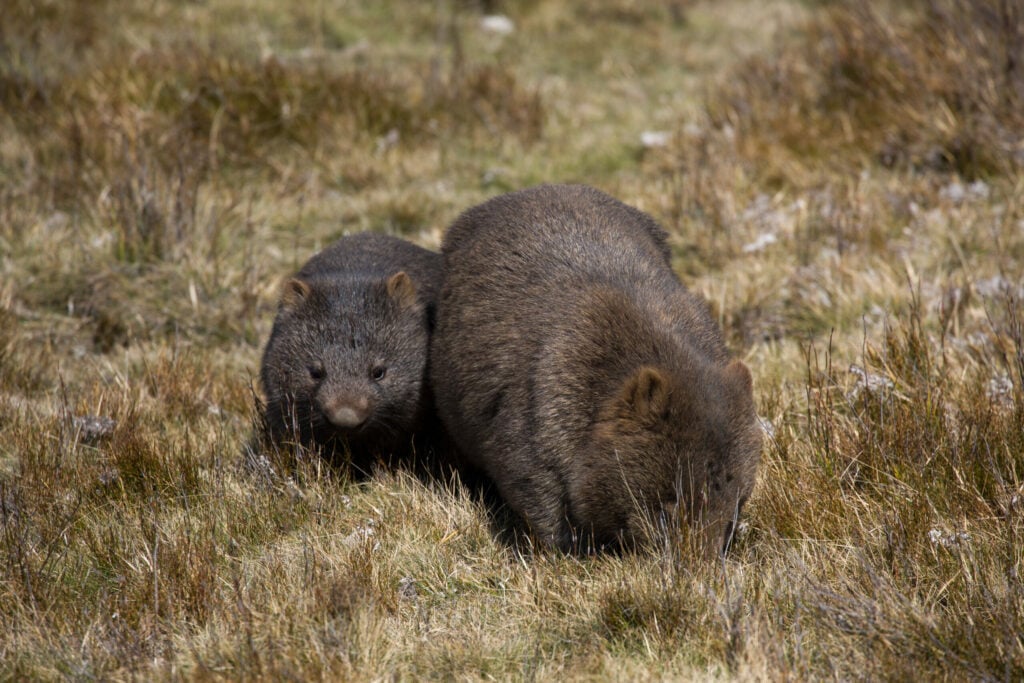 Wombat