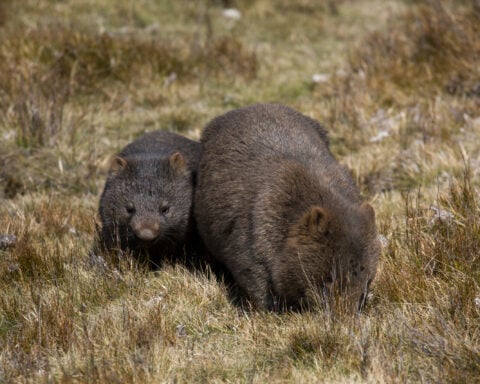 Wombat