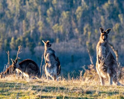 Namadgi National Park