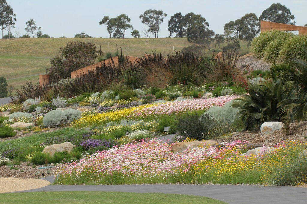 10-best-places-to-see-kangaroo-in-sydney-2026-humble-trail