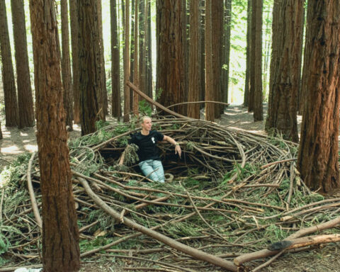 Birds Nest at East Warburton Redwood Forest