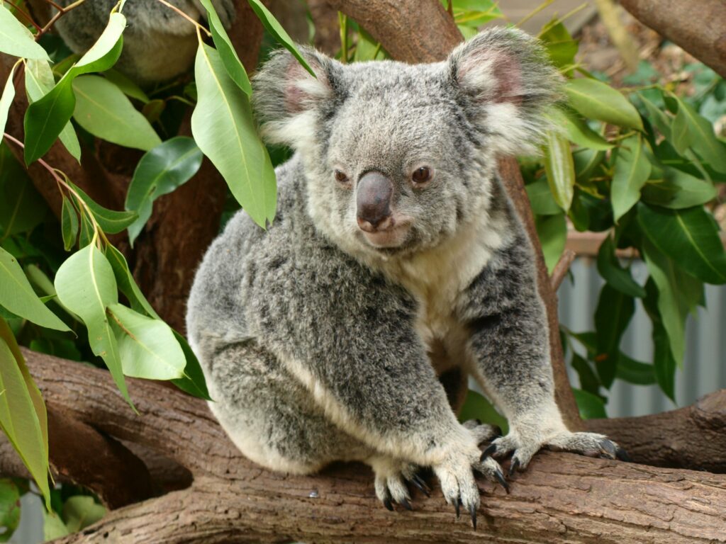10 Best Places To See Kangaroo In Sydney 2026 Humble Trail 10 Best Places To See Kangaroo In Sydney 2026 Humble Trail