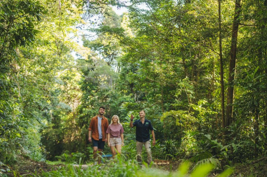 Daintree Rainforest
