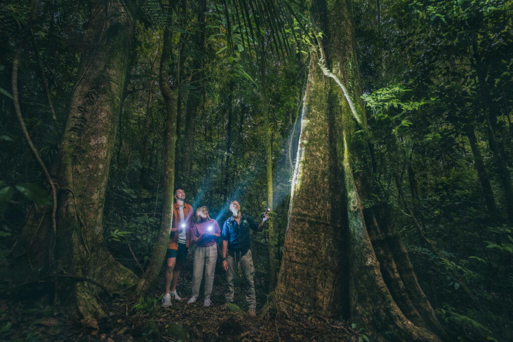 Daintree Rainforest