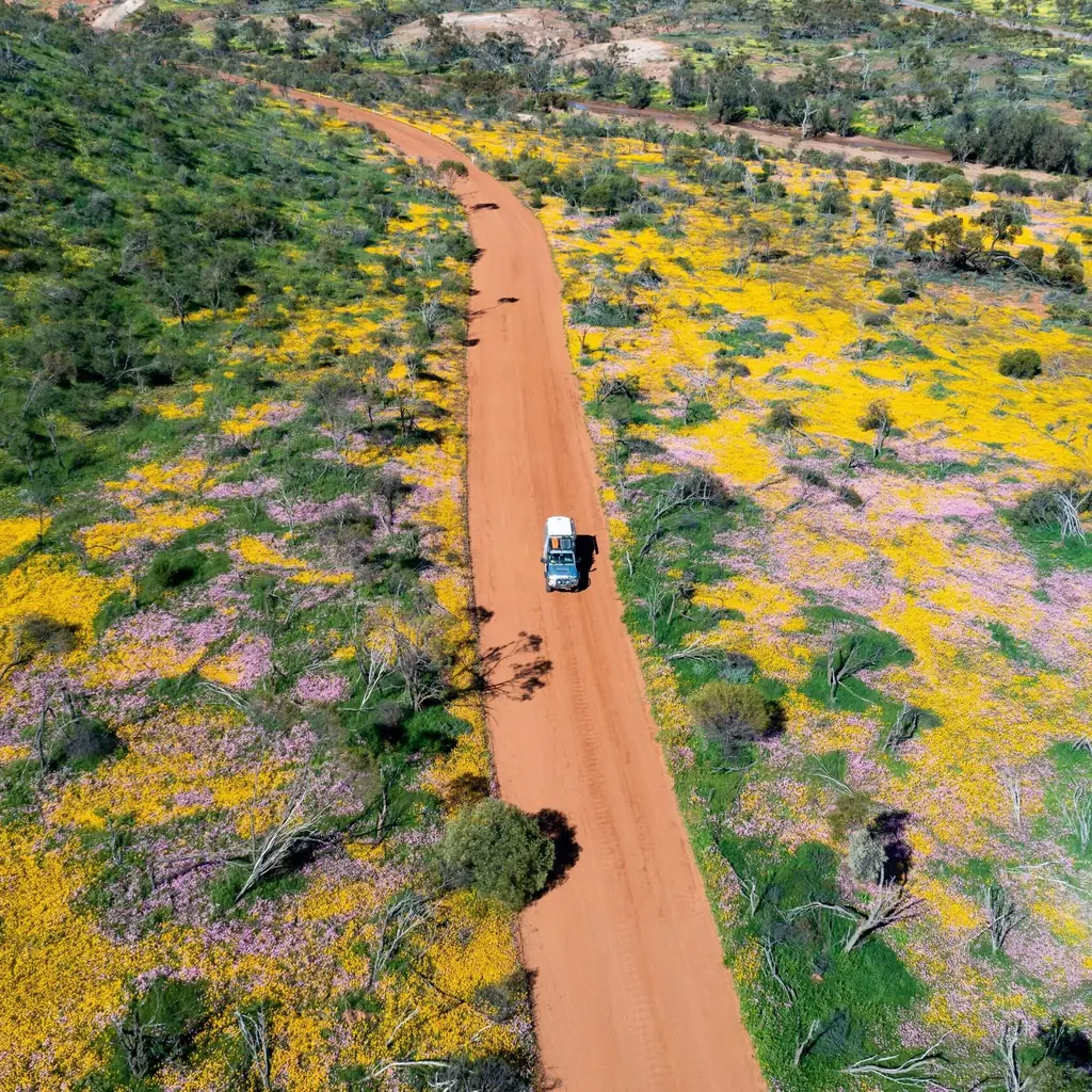 Esperance Wildflowers