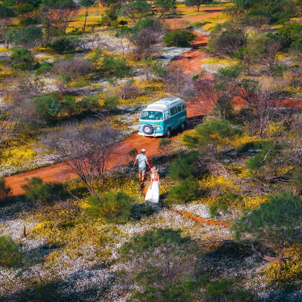 Cunderdin Wildflowers, Golden Outback