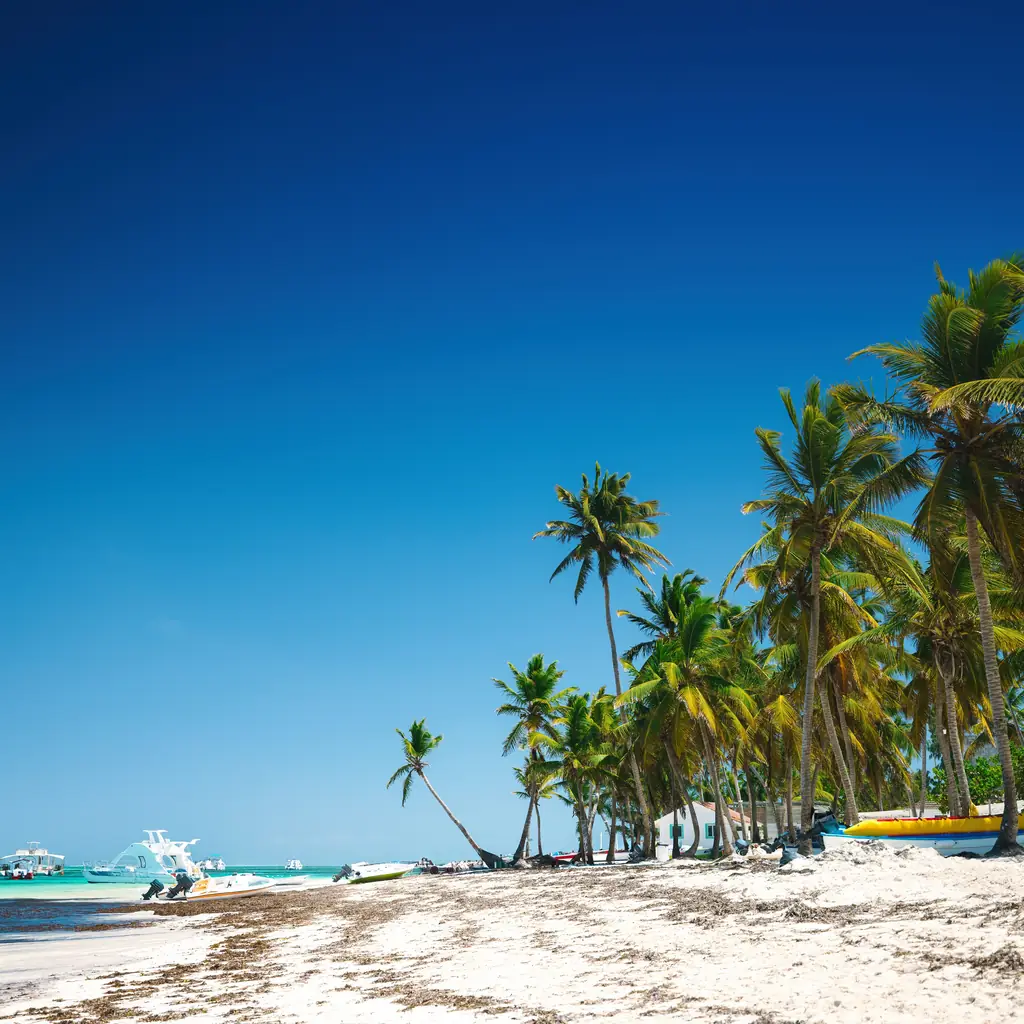Palm-lined beach in the Dominican Republic near Punta Cana