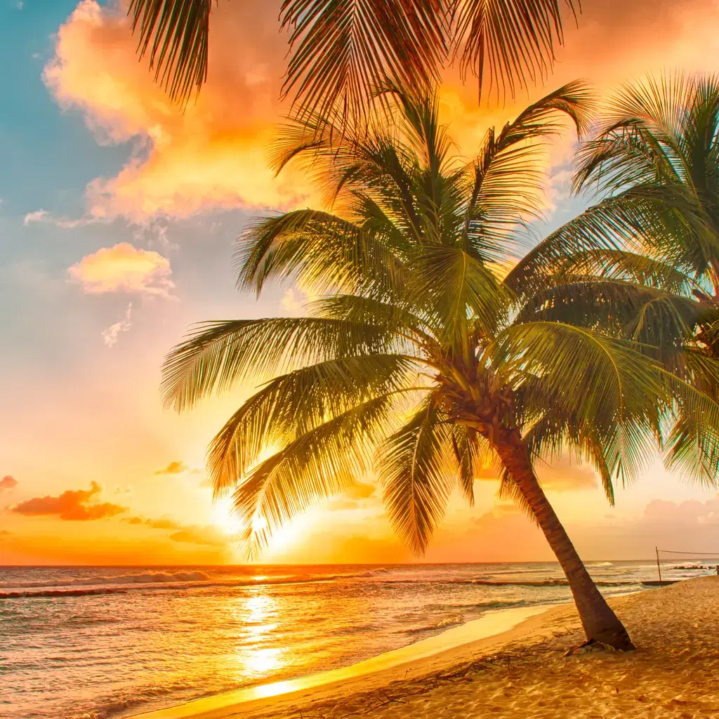 Palm trees on a Barbados beach at sunset