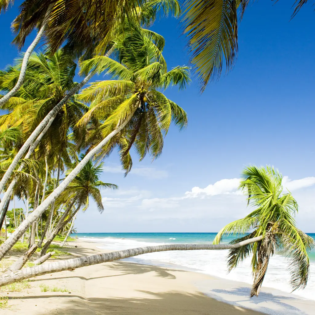 Palm trees along Sauteurs Bay in Grenada