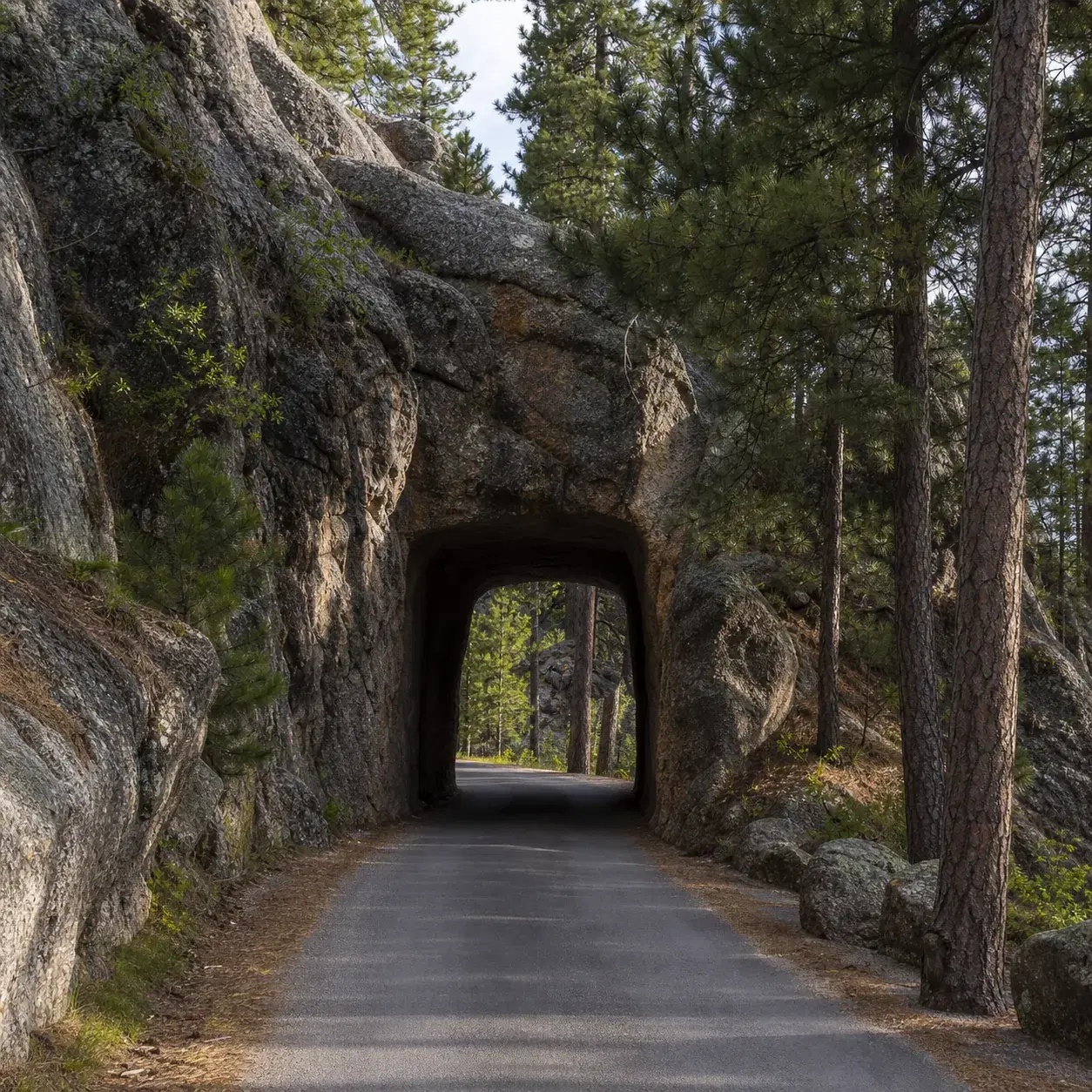 Realistic editorial photo of a narrow Black Hills road passing through a rock tunnel with pine forest and granite format