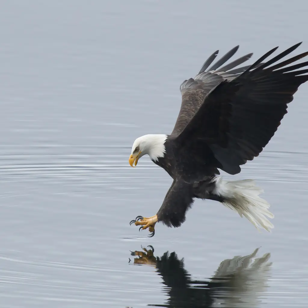 Illustrative stock photograph of a bald eagle fishing; not taken at Deer Lake.