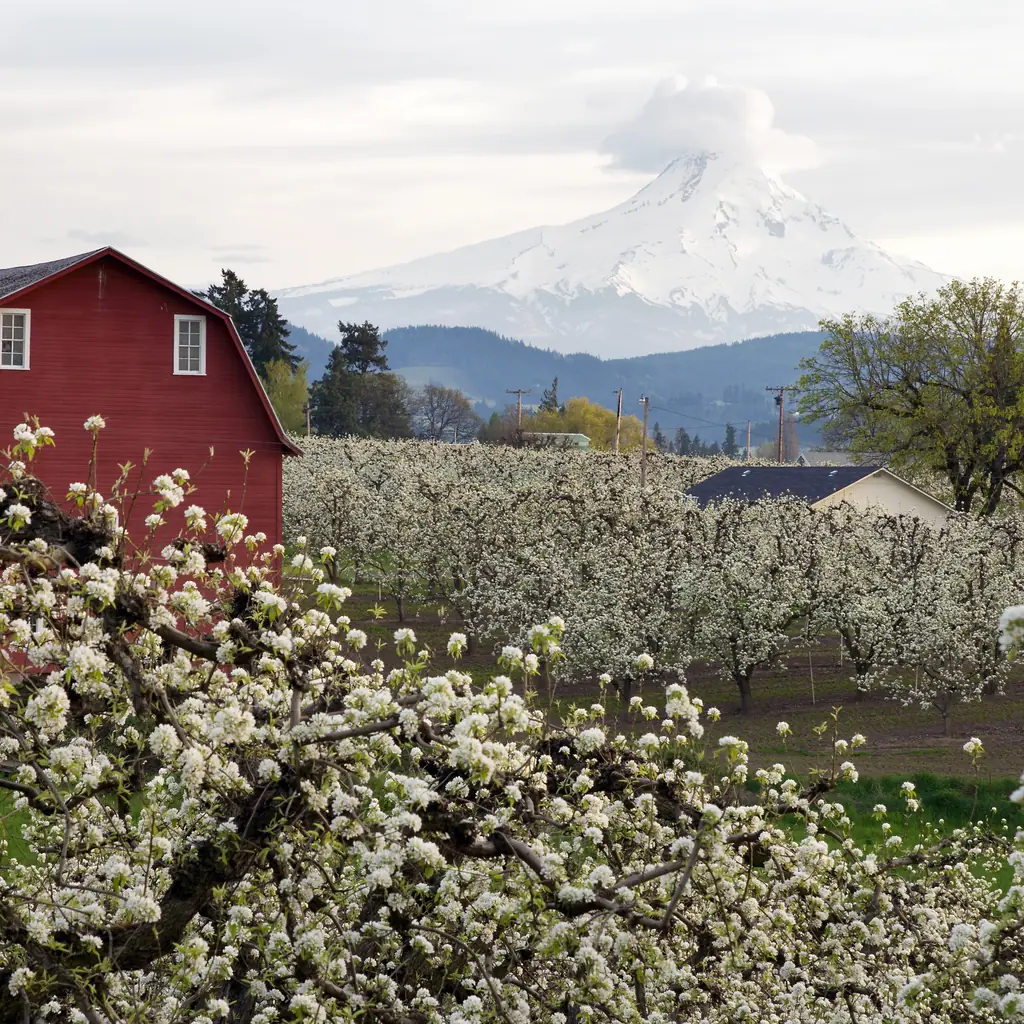 Blossoming pear trees and a red barn in the Hood River Valley, Oregon.