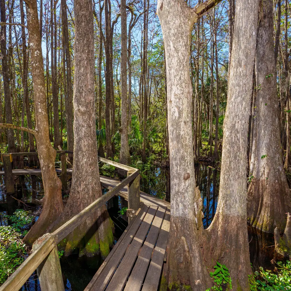 A narrow wooden boardwalk through forest at Highlands Hammock State Park, Florida