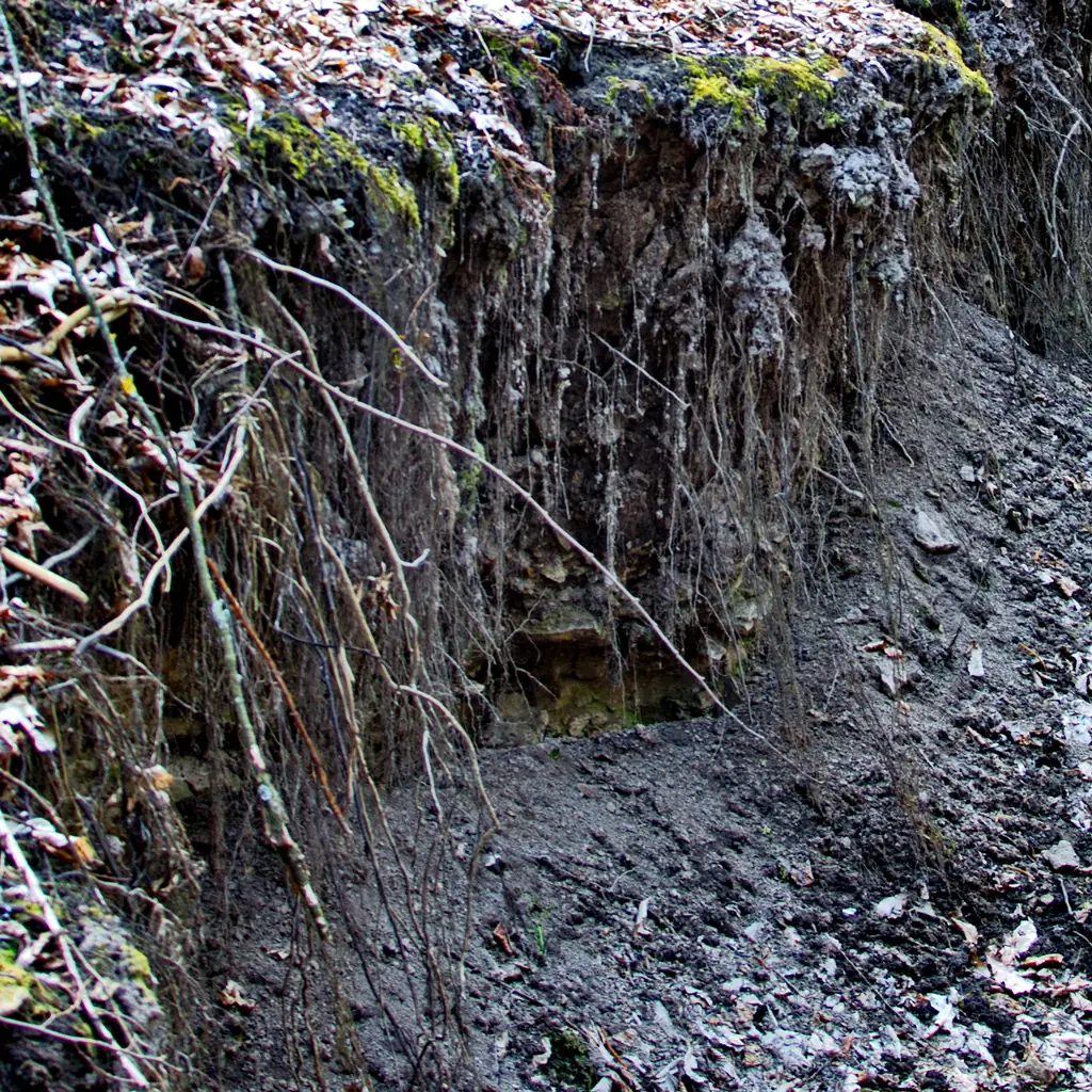 Illustrative stock photograph of eroded ground and exposed roots; not taken at Madawaska Lake.