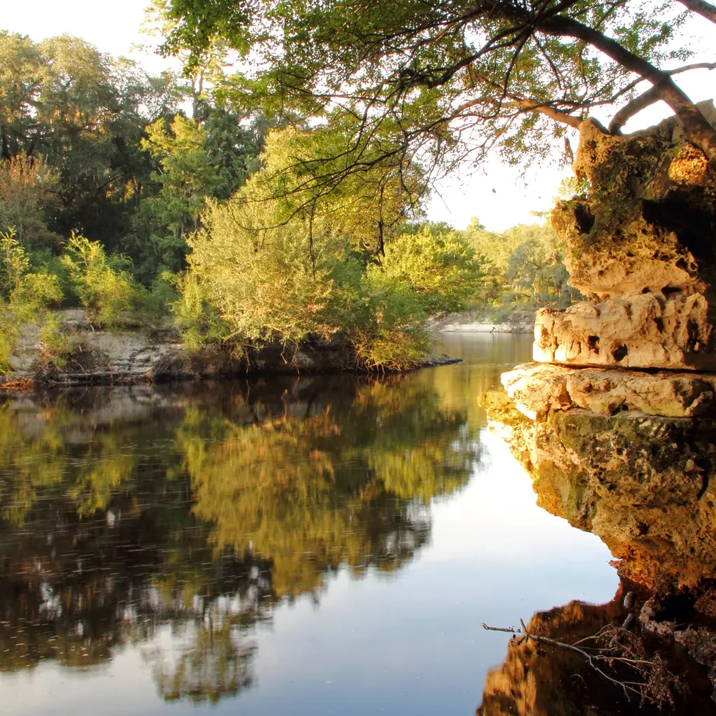 Suwannee River beside the wooded banks of Suwannee River State Park, Florida.